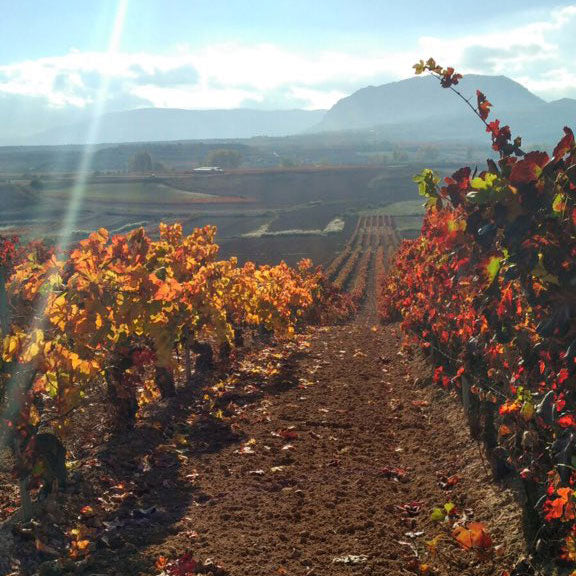 Raising Consciousness: The Journey Behind Rioja Holistic Home