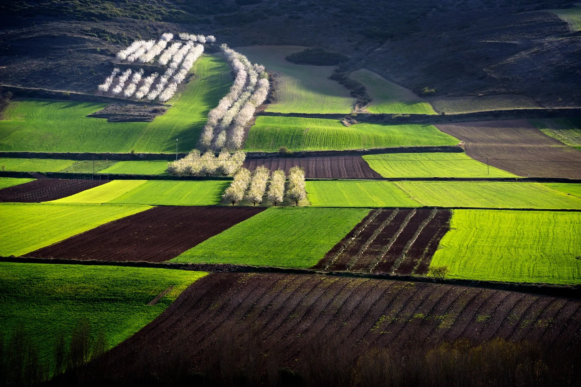 Aerial view of the Riojan landscape in Spain with green fields and trees