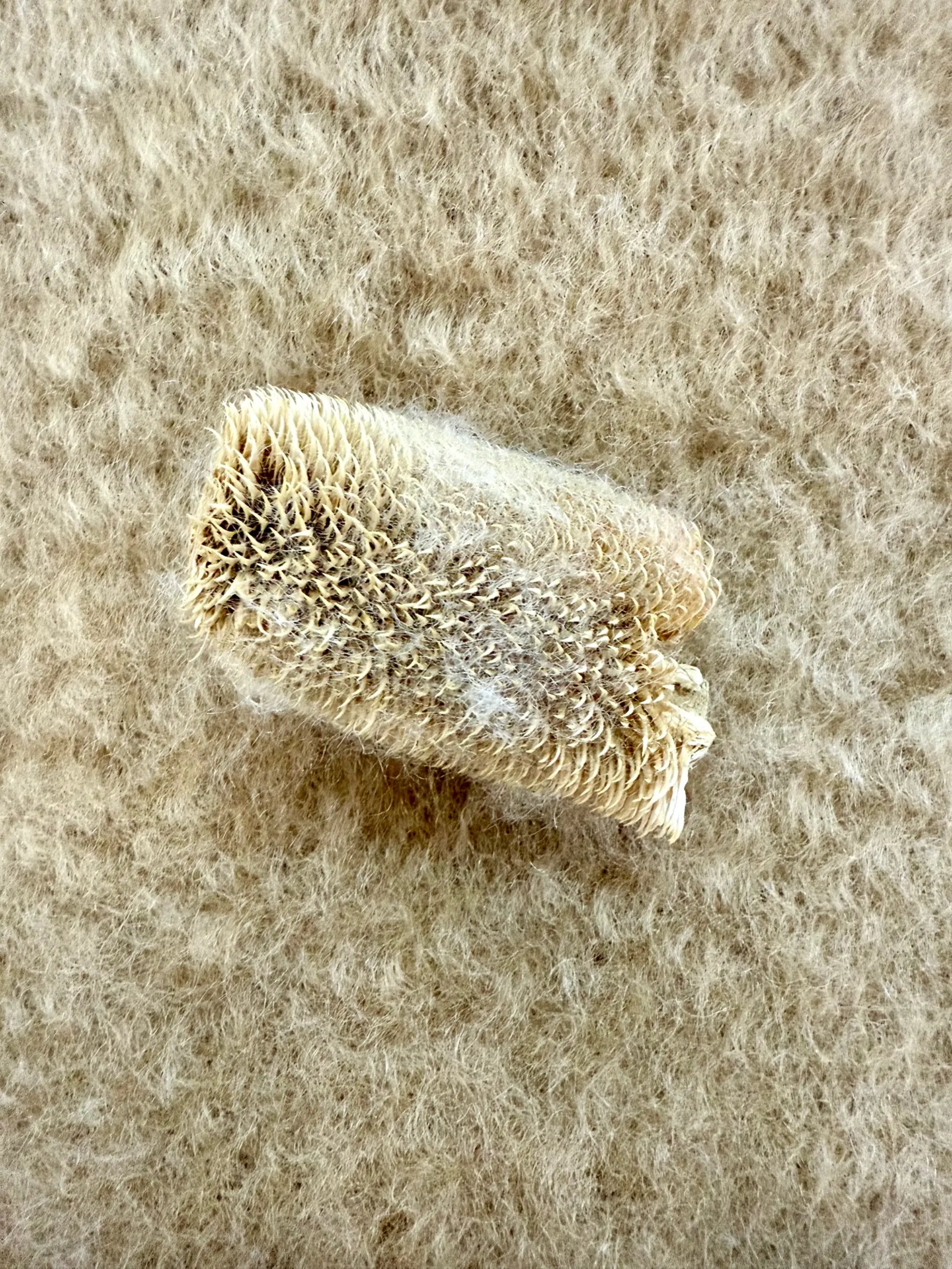 Close-up of a wool brush on beige wool