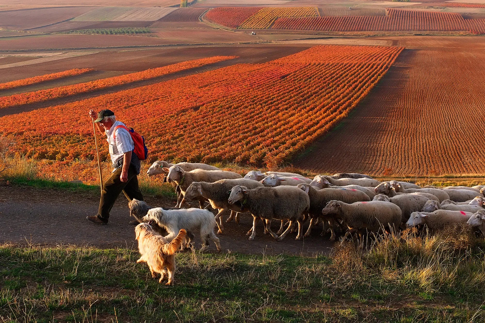 Shepherd with a flock of sheep and a dog walking through a field during sunset in Rioja, Spain.