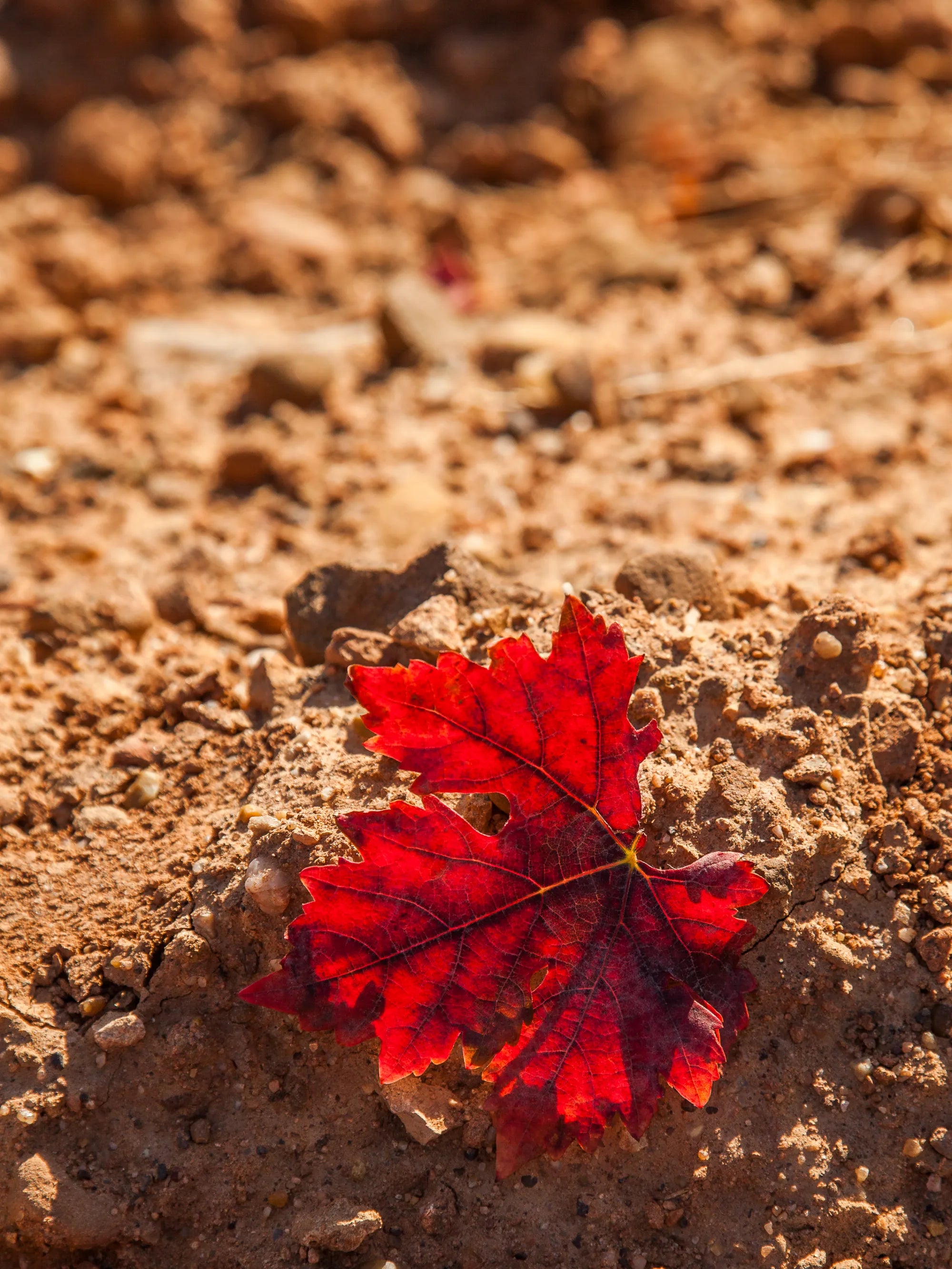 Red leaf on dry soil representing the clay used to create Rioja Holistic Home's ceramic collection.