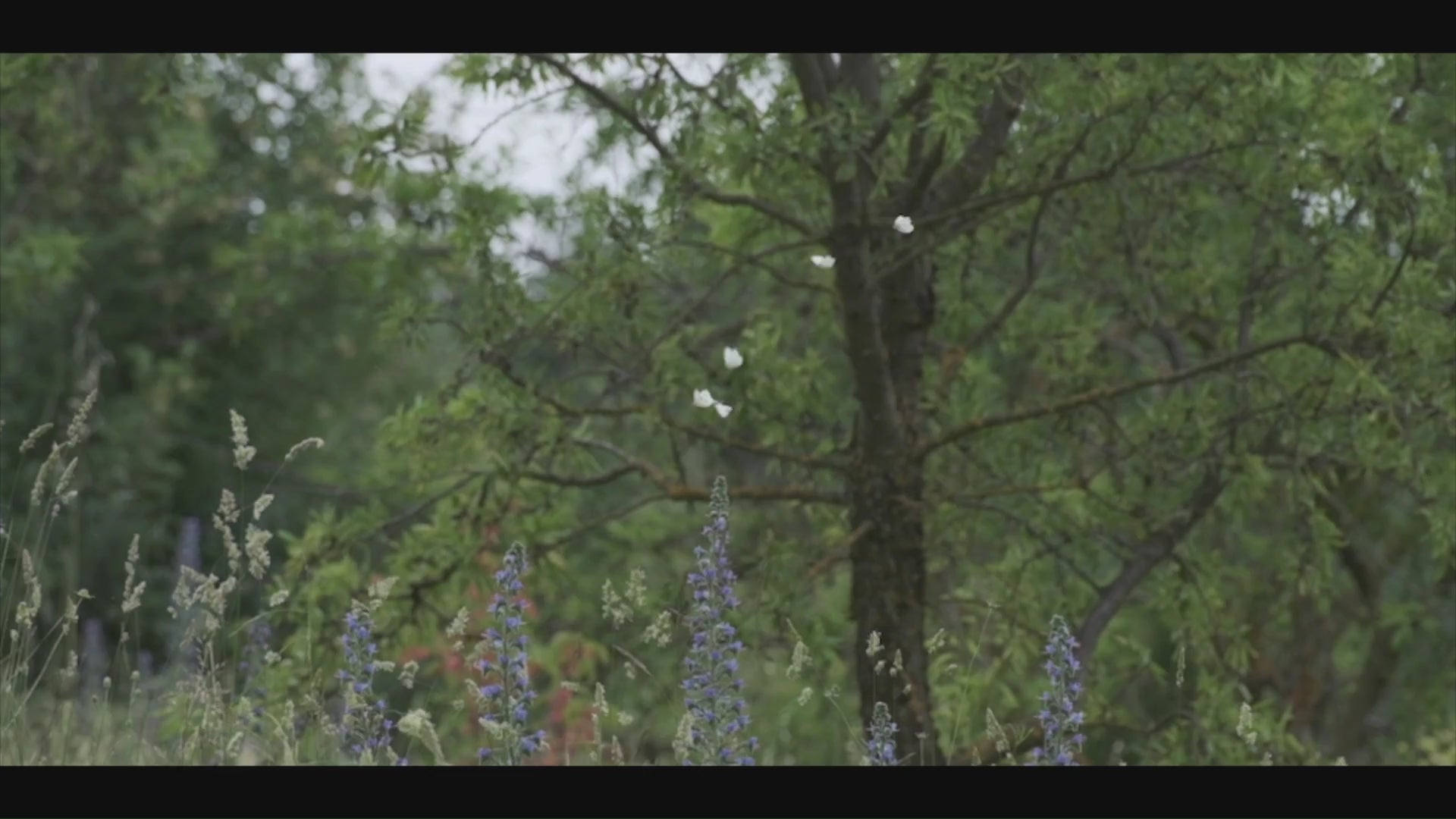 Video representing Rioja Holistic Home's Essence collection showing lavandar fields and rosemary.