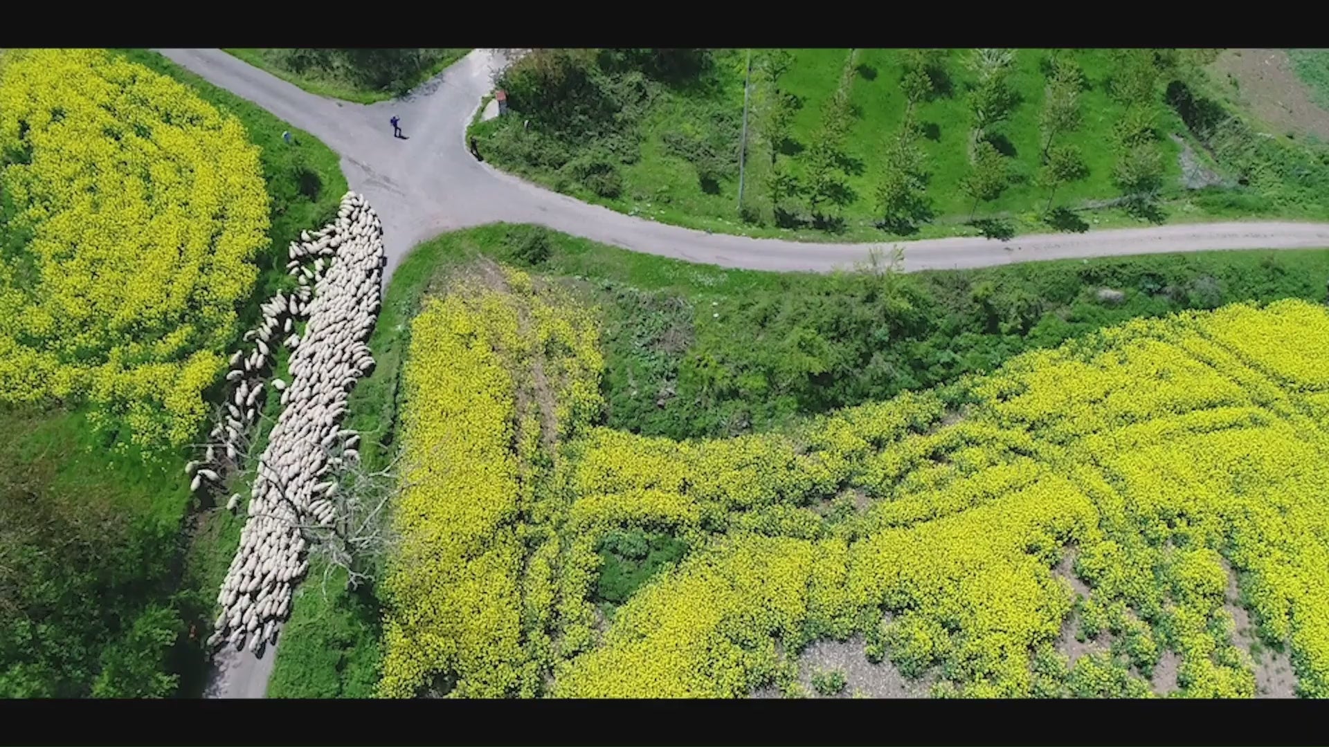 Video sharing the story behind Rioja Holistic Home's textile collection showing fields and sheep in Rioja Spain.