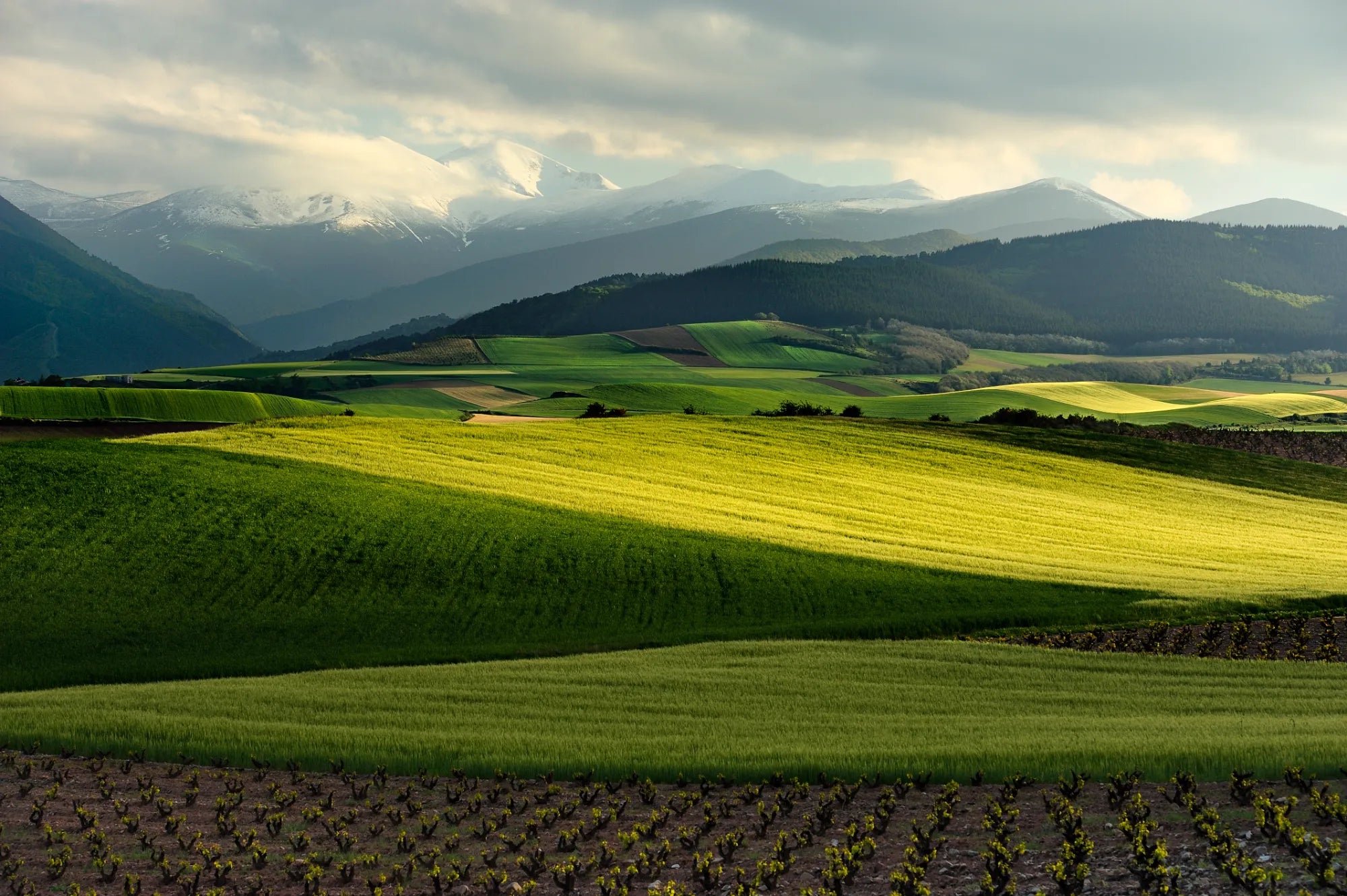 Green fields of Rioja Spain